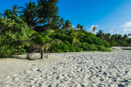 Maldives with turquoise clear water and many palm trees and clouds in the skyの写真素材
