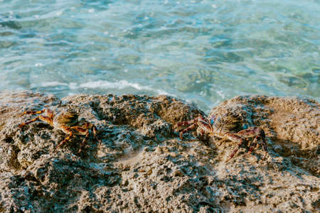 Crabs at the jettyの写真素材