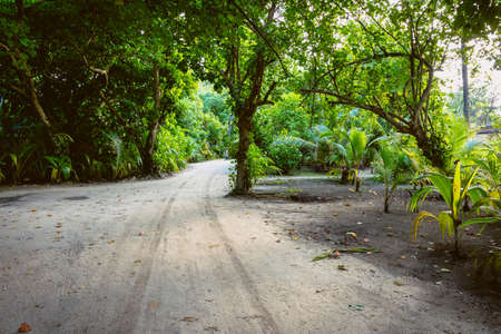 A small jungle in the middle of the Maldives with sandy paths and sun rays through the jungleの写真素材