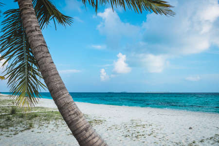Palm trees on the white sand beach of the Maldives with clouds in the blue sky and turquoise seaの写真素材