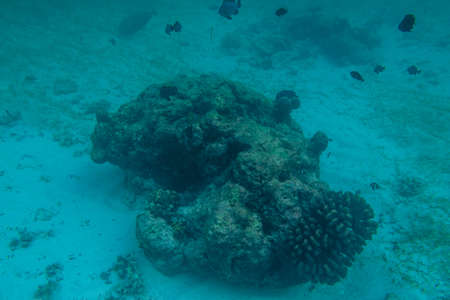Diving in the Maldives with corals and fishの写真素材