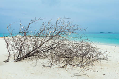 Coral on the white sandy beach of the Maldivesの写真素材
