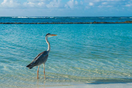Stork at the Beach of the Maldivesの写真素材