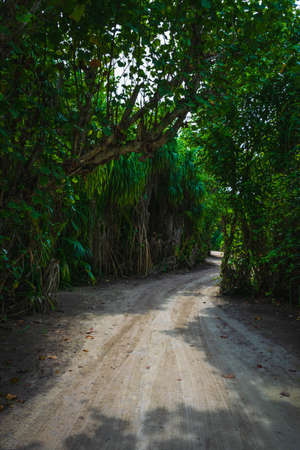 A small jungle in the middle of the Maldives with sandy paths and sun rays through the jungleの写真素材