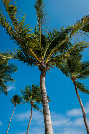 Palm trees with clouds on the sky at the maldivesの写真素材