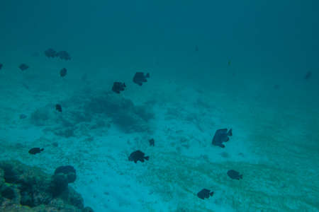 Diving in the Maldives with corals and fishの写真素材