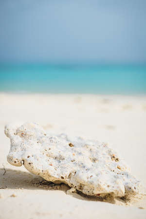 Coral on the white sandy beach of the Maldivesの写真素材