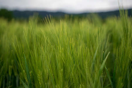 Field of green cereals at the bavarian forestの写真素材
