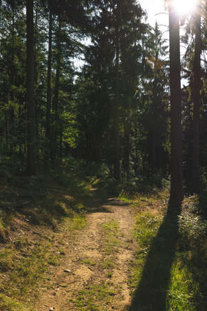 Path through the forest in the bavarian forest with green treesの写真素材