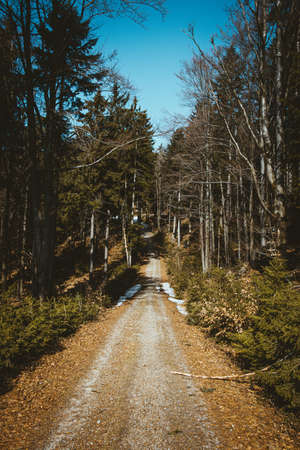 Path in the bavarian forest in the springの写真素材