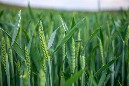 Field of green cereals at the bavarian forestの写真素材