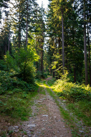 Path through the forest in the bavarian forest with green treesの写真素材