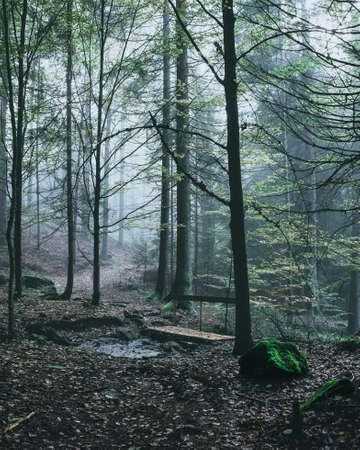 Fog in the forest in the bavarian forest with mystic treesの写真素材