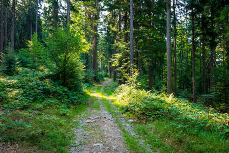 Path through the forest in the bavarian forest with green treesの写真素材