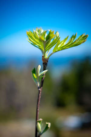Plant on top of a mountainの写真素材