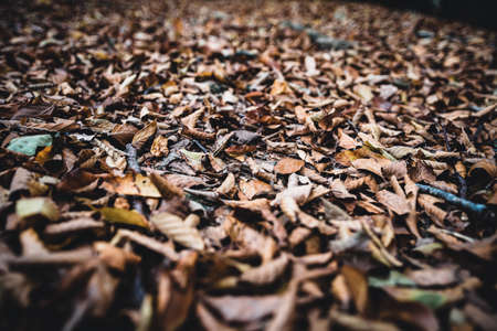 brown leaves at the groundの写真素材