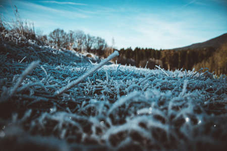 Frozen grass on the ground in the bavarian forestの写真素材