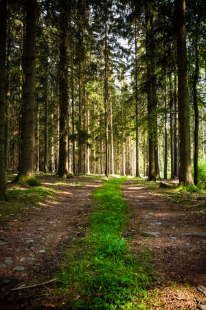 Path through the forest in the bavarian forest with green treesの写真素材