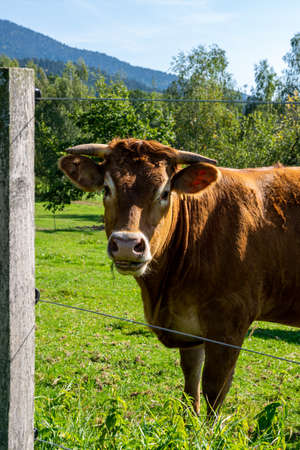 Cow on the pastures of a Bavarian farm in the Bavarian forestの写真素材