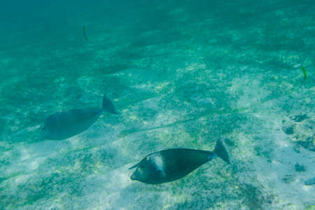 Fish underwater in the Maldivesの写真素材