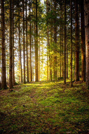 Leaves in the fall with sunlight and sunrays in the autumn in the bavarian forestの写真素材