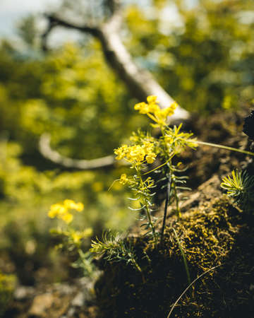 Closeup from a flower in the nature in the bavarian forest