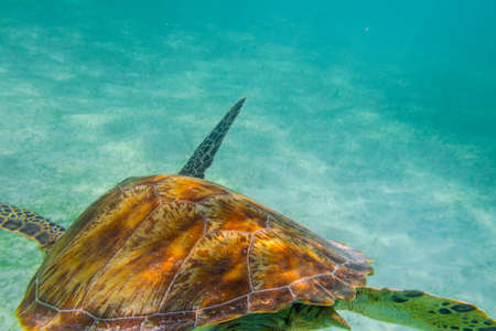Green sea turtle at the maldives seen while diving and snorkeling underwater with the great turtle animalの写真素材