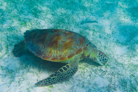 Green sea turtle at the maldives seen while diving and snorkeling underwater with the great turtle animalの写真素材