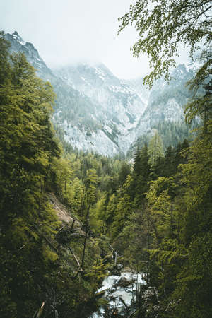 A lot of water in the rivers in Bavaria Berchtesgaden with stones and green plants and treesの写真素材