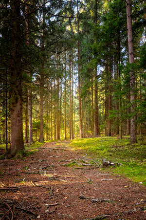 Leaves in the fall with sunlight and sunrays in the autumn in the bavarian forestの写真素材