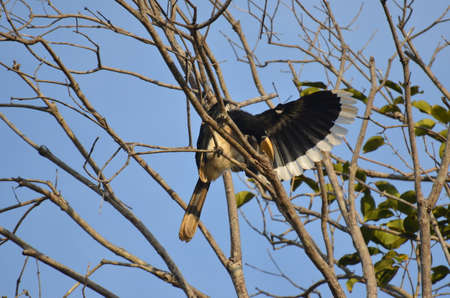 Beautiful Oriental pied hornbill at Koh Chang Ranong in Thailandの写真素材