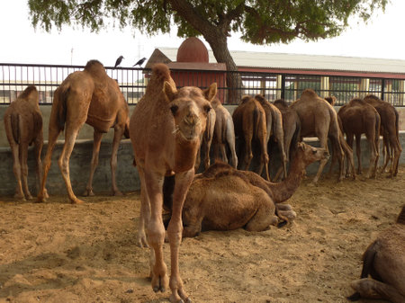 Dromedary at National Research Center at Bikaner, Rajasthanの写真素材