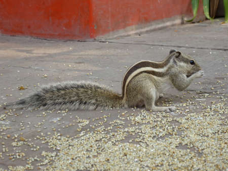 Little chipmunk in the streets of Jodhpur