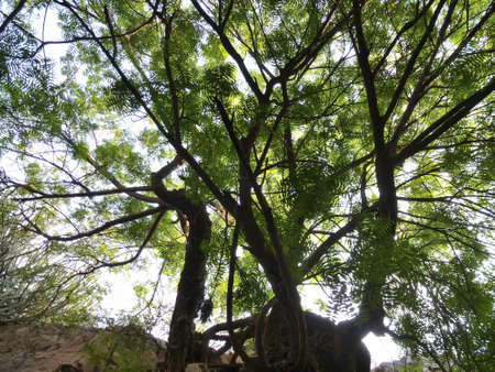 Eastern black walnut tree near Jodhpur