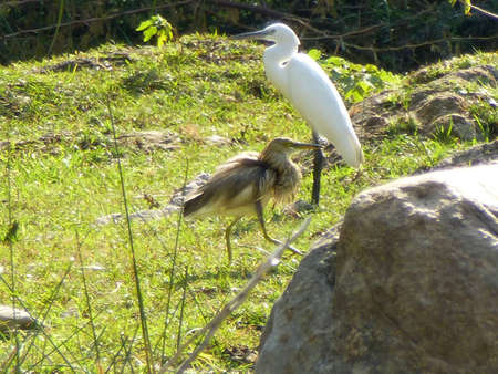 Egrets at a habitat near Ranakpur