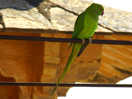 Beautiful indian ringneck parrot is sitting on a cableの写真素材