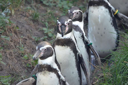 Magellanic penguins are walking in a rowの写真素材