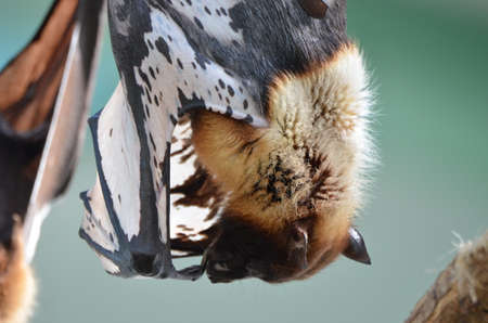 Closeup of a flying fox