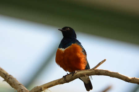Colorful superb starling is sitting on a branchの写真素材