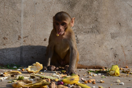 Little rhesus macaque is having breakfastの写真素材