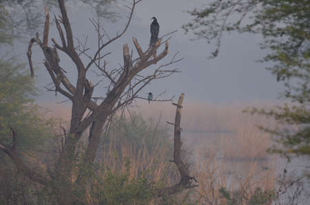 White-breasted kingfisher and a cormorantの写真素材