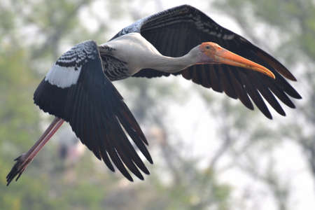Flying painted stork at Keoladeo Ghana NPの写真素材