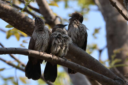 Arrow-marked babblers are sitting on a branchの写真素材