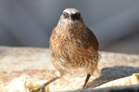 Closeup of an arrow-marked babbler