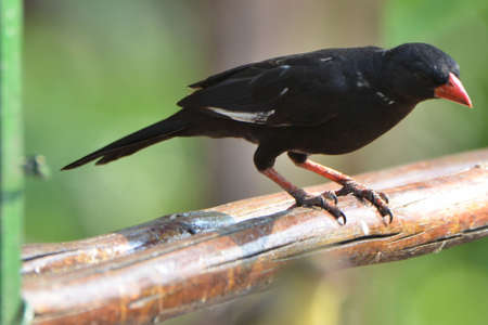 Red-billed buffalo weaver sitting on a railingの写真素材