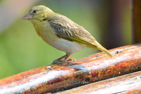 Portrait of a female Vitelline masked weaverの写真素材