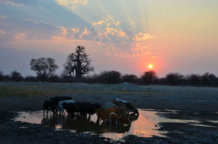Cows are enjoying sunset at a waterholeの写真素材