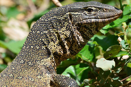 Portrait of a nile monitor, Chobe National Parkの写真素材
