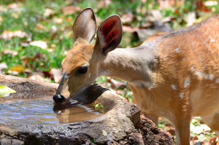 Cute cheetal is drinking water, Victoria Falls