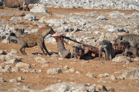 Hungry spotted hyenas are eating an elephant, Etosha NPの写真素材